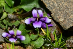 Viola fuscoviolacea