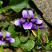 Dusky Violet - Photo (c) Joey Santore, some rights reserved (CC BY-NC), uploaded by Joey Santore