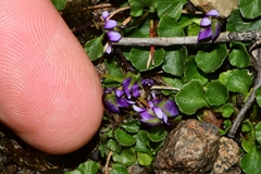 Viola fuscoviolacea
