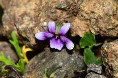 Viola fuscoviolacea
