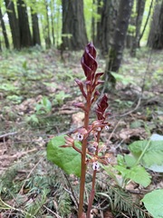 Corallorhiza maculata maculata