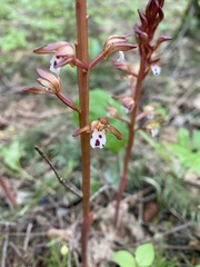 Corallorhiza maculata maculata