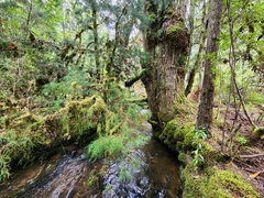 Lagarostrobos franklinii