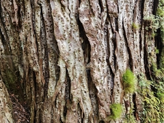 Lagarostrobos franklinii