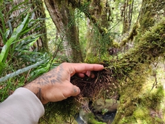 Lagarostrobos franklinii