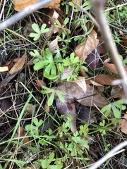 Pholistoma membranaceum