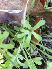 Pholistoma membranaceum