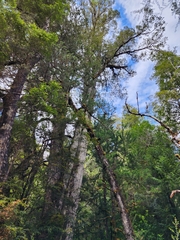 Lagarostrobos franklinii