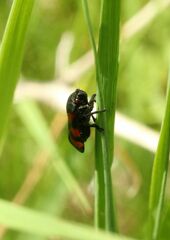 Cercopis vulnerata