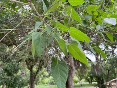 Croton megalobotrys