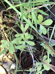 Pholistoma membranaceum