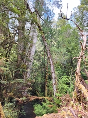 Lagarostrobos franklinii