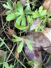 Pholistoma membranaceum