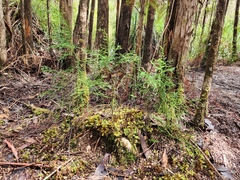 Lagarostrobos franklinii