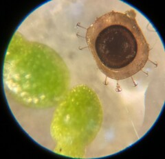 Pectinatella magnifica