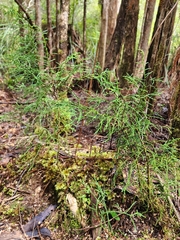 Lagarostrobos franklinii