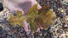 Quercus macrocarpa