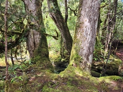 Lagarostrobos franklinii