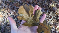 Quercus macrocarpa