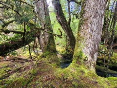 Lagarostrobos franklinii