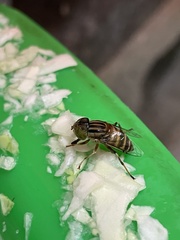Eristalinus arvorum