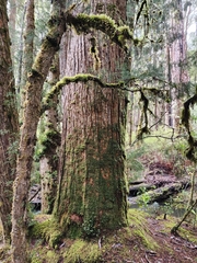 Lagarostrobos franklinii