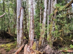 Lagarostrobos franklinii