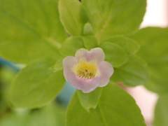 Limnophila rugosa