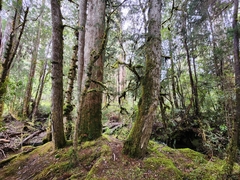 Lagarostrobos franklinii