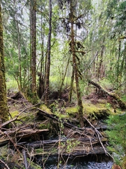 Lagarostrobos franklinii