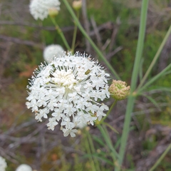 Trachymene composita