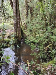 Lagarostrobos franklinii