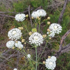 Trachymene composita