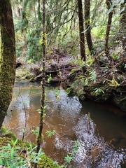 Lagarostrobos franklinii