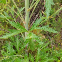 Trachymene composita