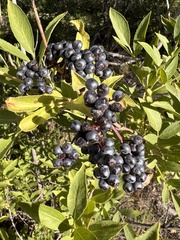 Sambucus cerulea