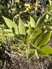 Sambucus cerulea