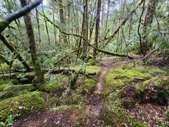 Lagarostrobos franklinii