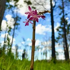 Dipodium punctatum