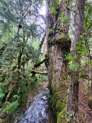 Lagarostrobos franklinii