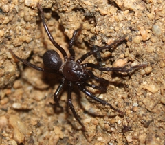 Hebestatis theveneti