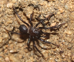 Hebestatis theveneti