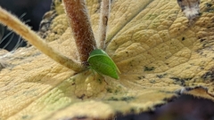 Smiliinae