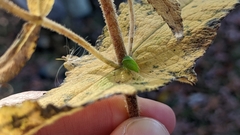 Smiliinae