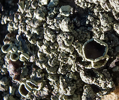 Xanthoparmelia cumberlandia