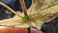 Smiliinae