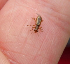 Lemidia