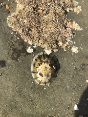 Cellana radians