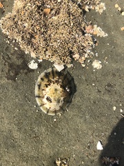Cellana radians