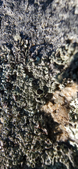 Xanthoparmelia cumberlandia